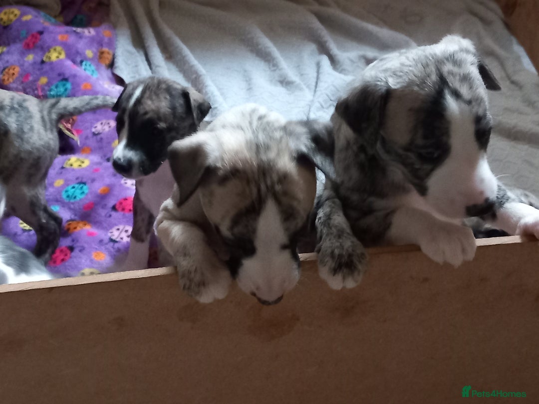 Whippet dogs for sale: Top Class Whippet Puppies bred from Champions - Image 7