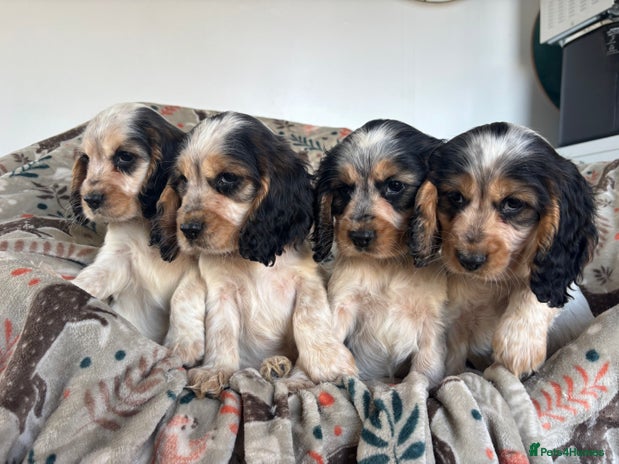 Cocker Spaniel dogs - Advert 5