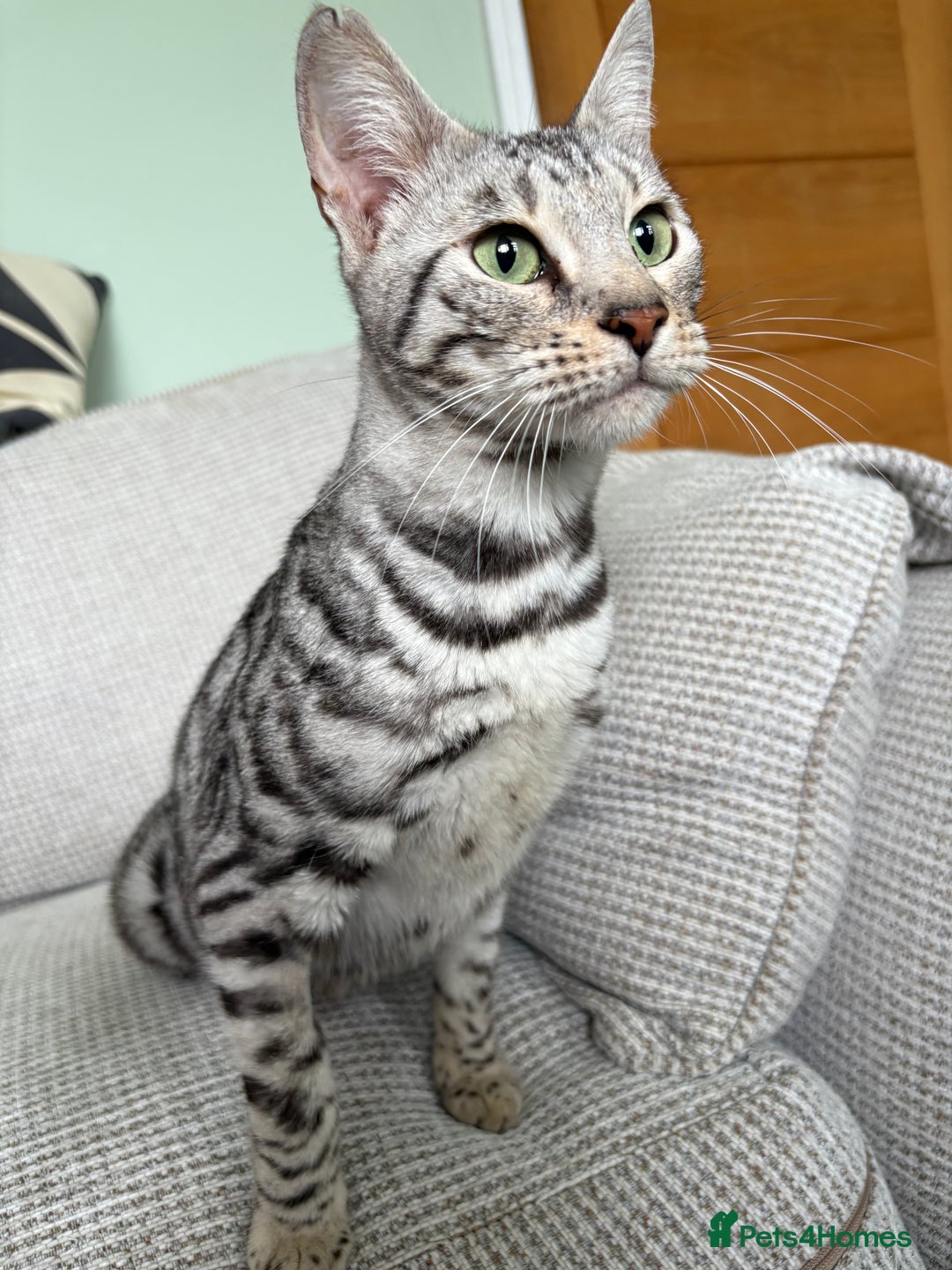 Toyger cats for sale: Superb rare silver Toyger girl  - Image 10
