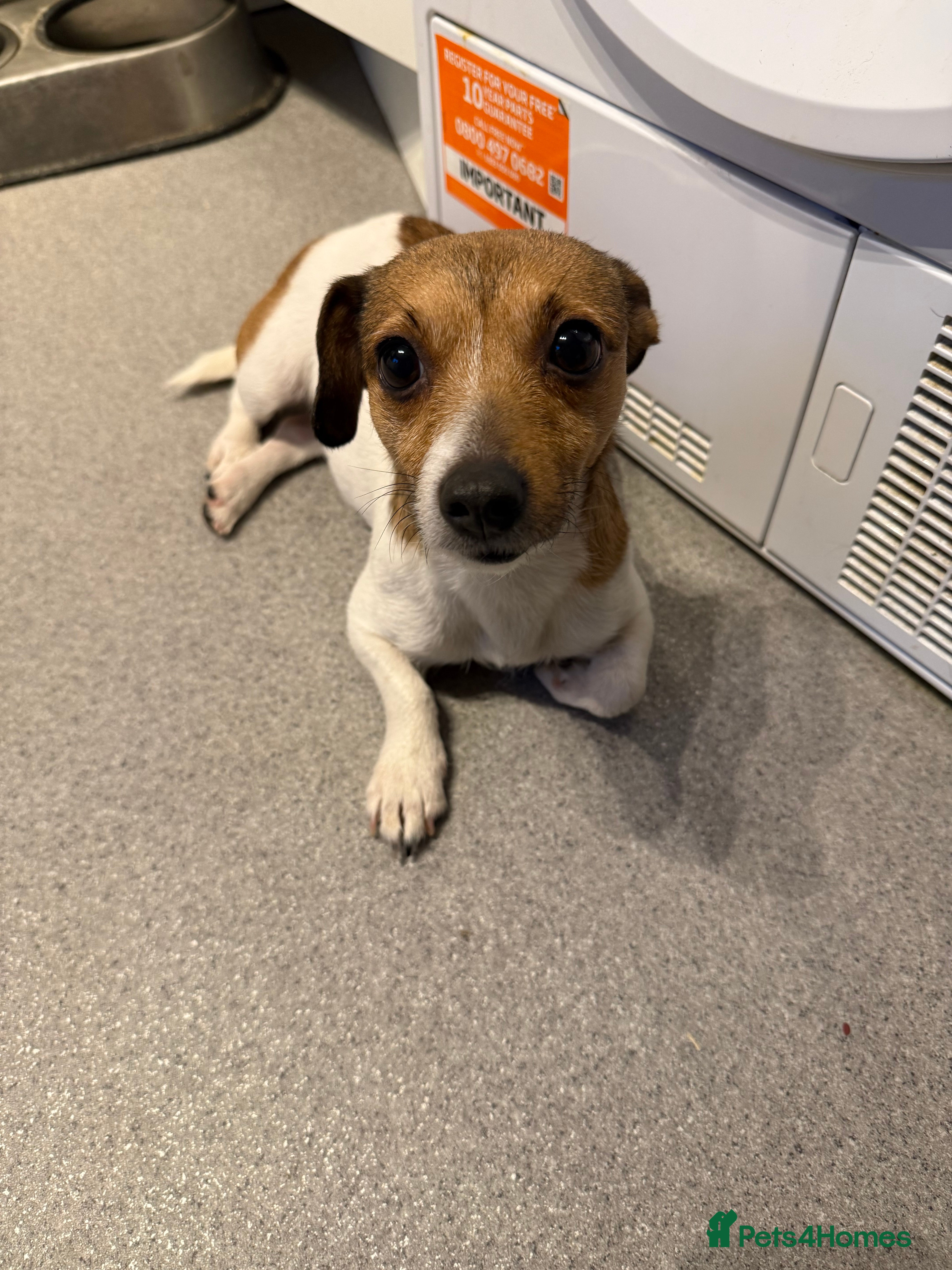 Jack Russell dogs Rehoming Bella  - Advert 1