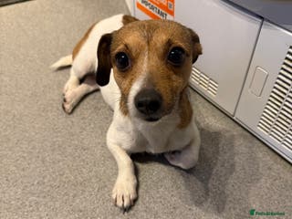 Jack Russell dogs Rehoming Bella - Advert 1