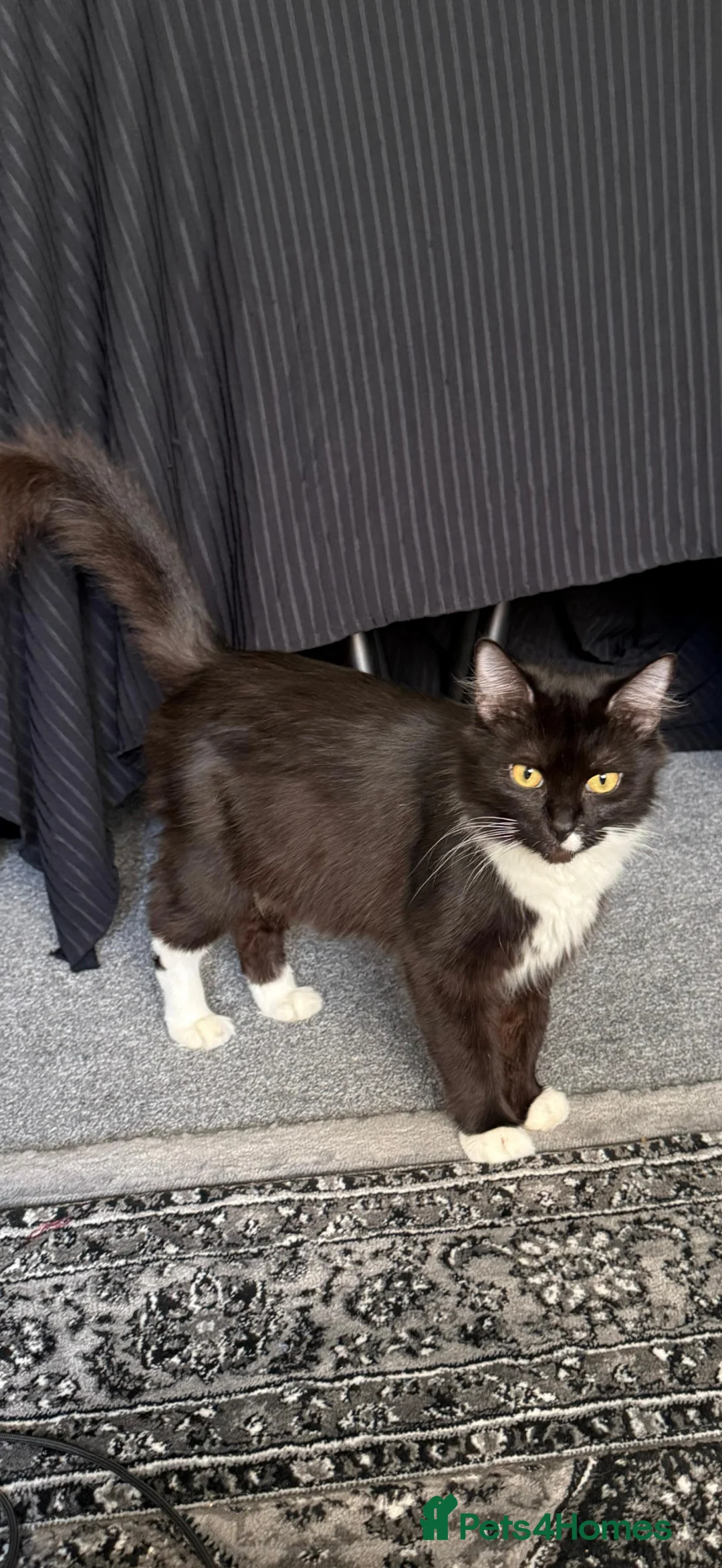 Mixed Breed cats for sale: MaineCoon x British Shorthair - Advert 7