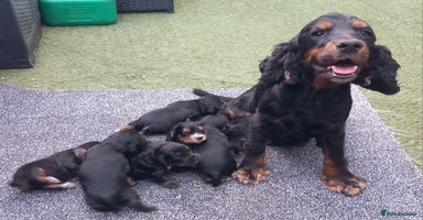 Cocker Spaniel dogs - Advert 12