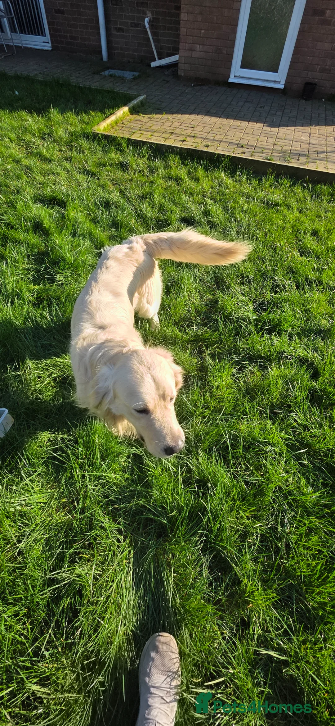 Golden Retriever dogs for stud: Golden Retriever Beautiful Stud  in Rowley Regis - Advert 6