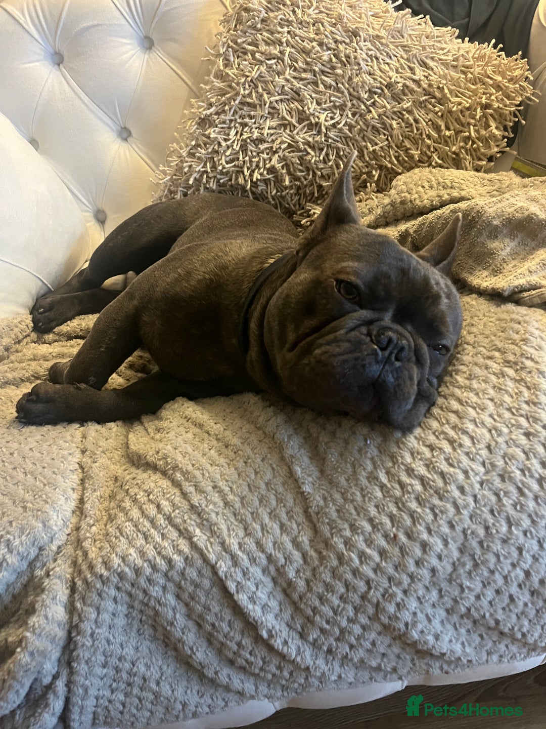 French Bulldog dogs for stud: STUF ONLY £300 kC registered  - Advert 5