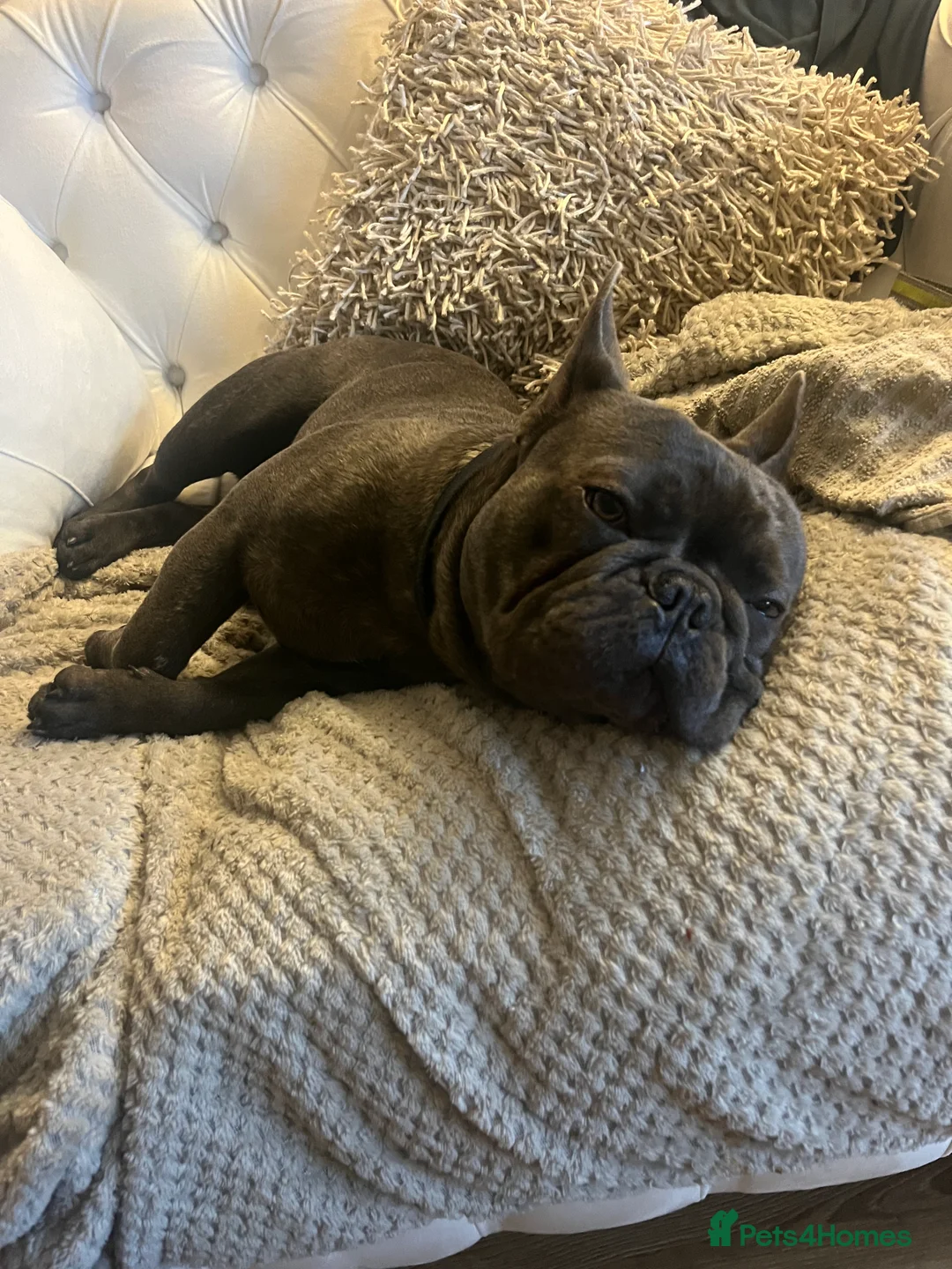 French Bulldog dogs for stud: STUD ONLY £300 kC registered  - Advert 5