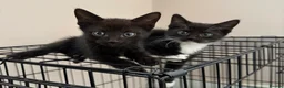 Mixed Breed cats for sale: Kittens READY! Sphynx cross - Advert 25