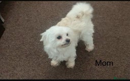 Malshi dogs for sale: Malshi puppy’s  - Image 4