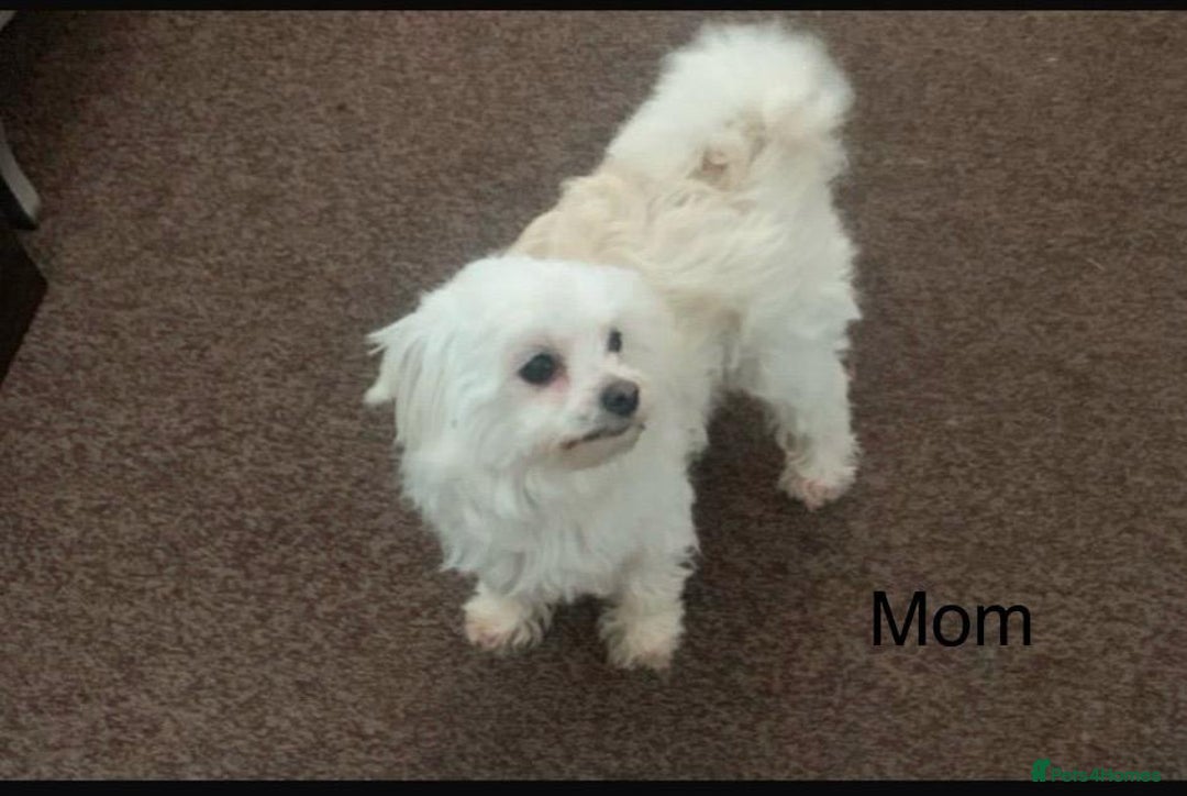 Malshi dogs for sale: Malshi puppy’s  - Image 4