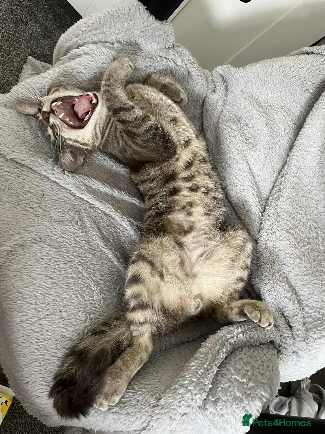 Domestic Shorthair cats for sale: Beautiful boys for sale  - Image 2
