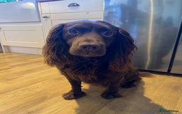Sprocker dogs for sale: Beautiful Liver/Chocolate & White Sprocker Puppies - Image 11