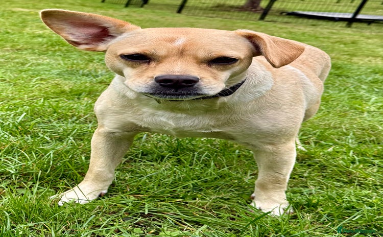 Jack Russell dogs - Advert 10