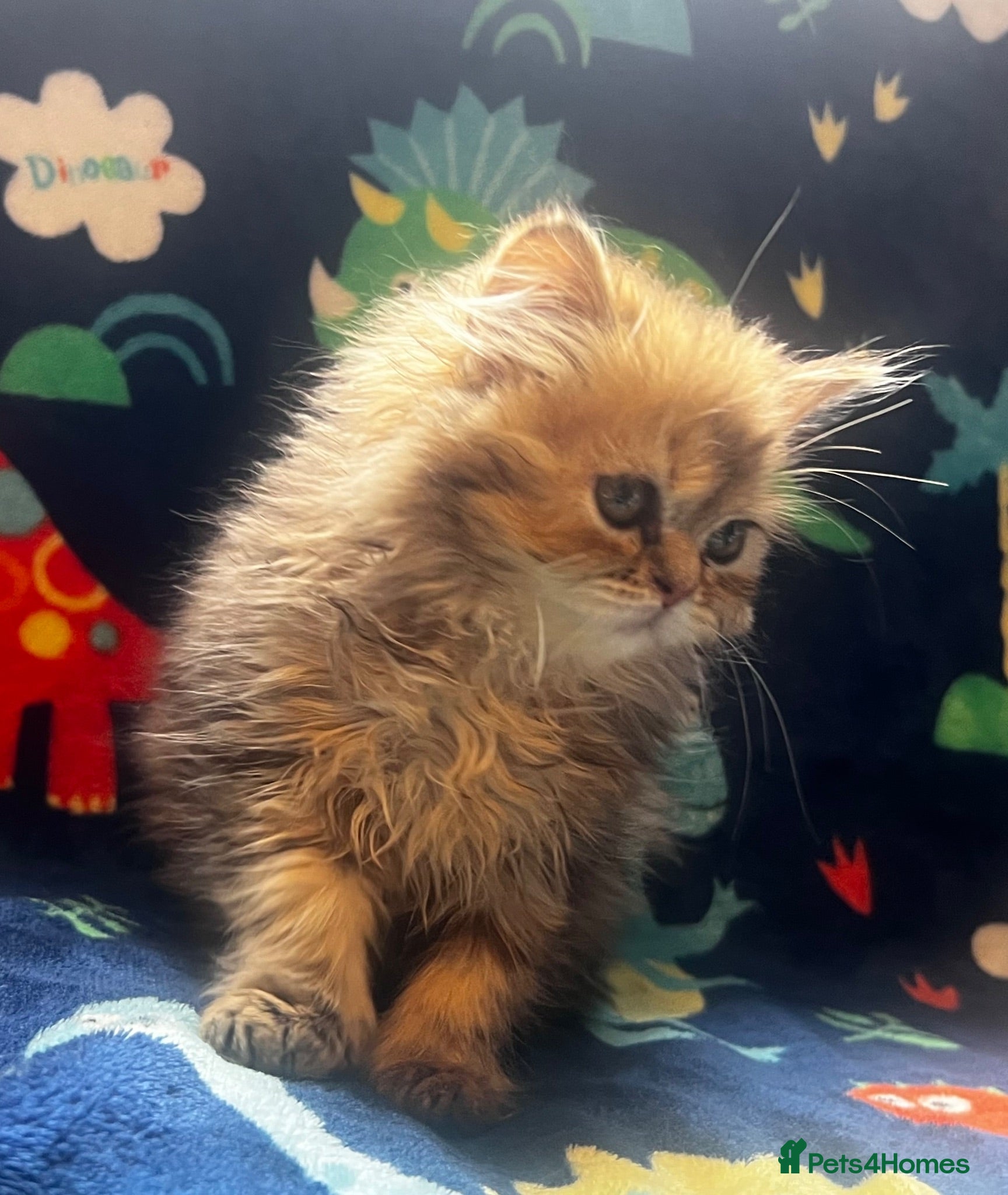 Persian cats  PERSIANS 🌸🌷💐🌹🌼BLUE EYES - Advert 1