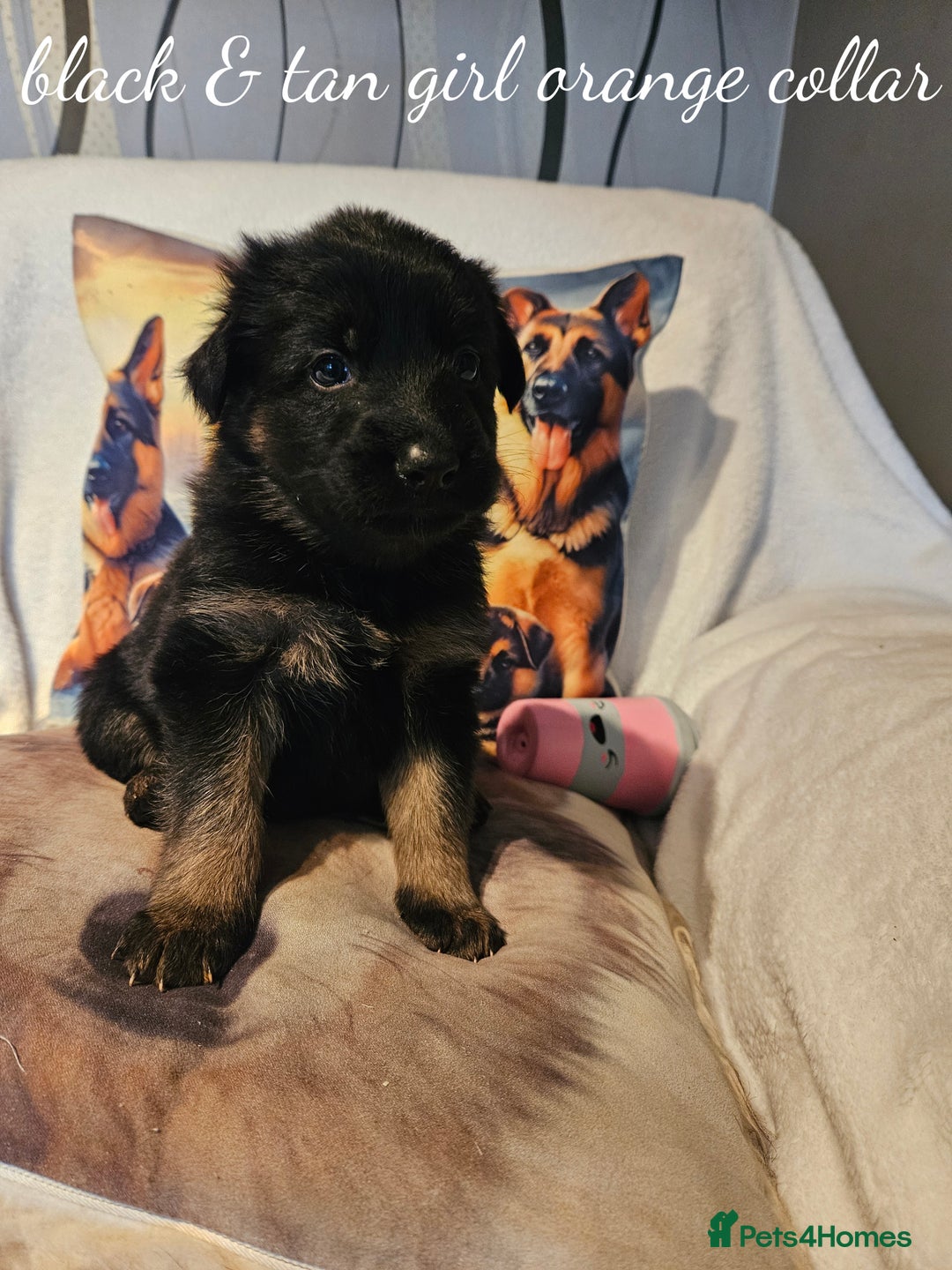 German Shepherd dogs for sale: GLENCONNER KC REGISTERED GERMAN SHEPHERD PUPS  - Image 7