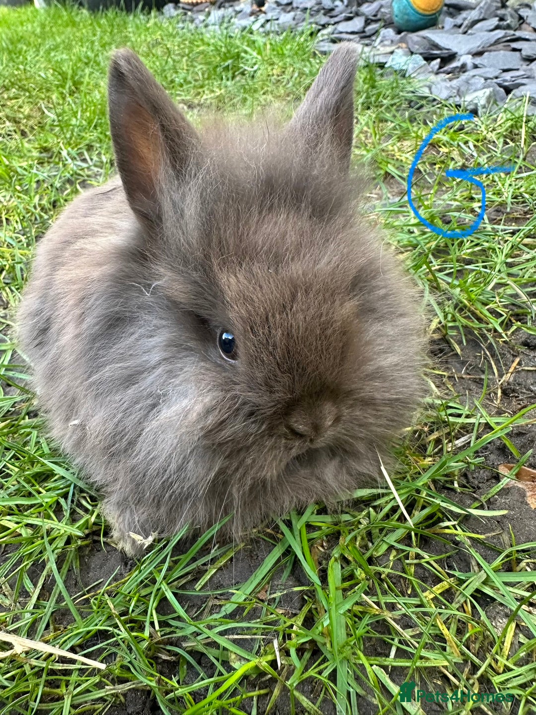 Lionhead rabbits for sale: Lionhead Rsbbits for sale  - Advert 2