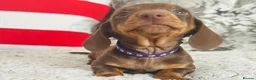 Miniature Dachshund dogs for sale: Beautiful miniature dachshund puppies - Advert 17