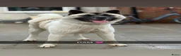 Akita dogs for sale: Quality KC registered American Akita Puppies - Advert 13