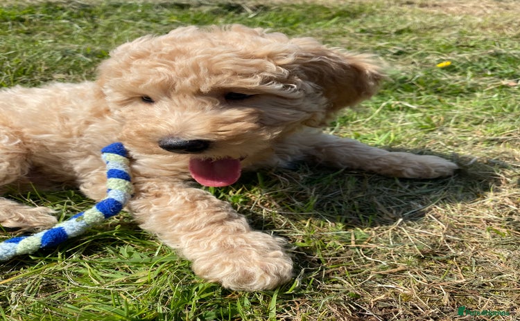 Labradoodle dogs in Harlow - Advert 1