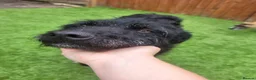 Mixed Breed dogs for adoption: Sweet ZoE NEEDS LOVE - Advert 3