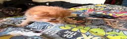 Mixed Breed cats for sale: 2 ginger boys and 2 tabby girls - Advert 4