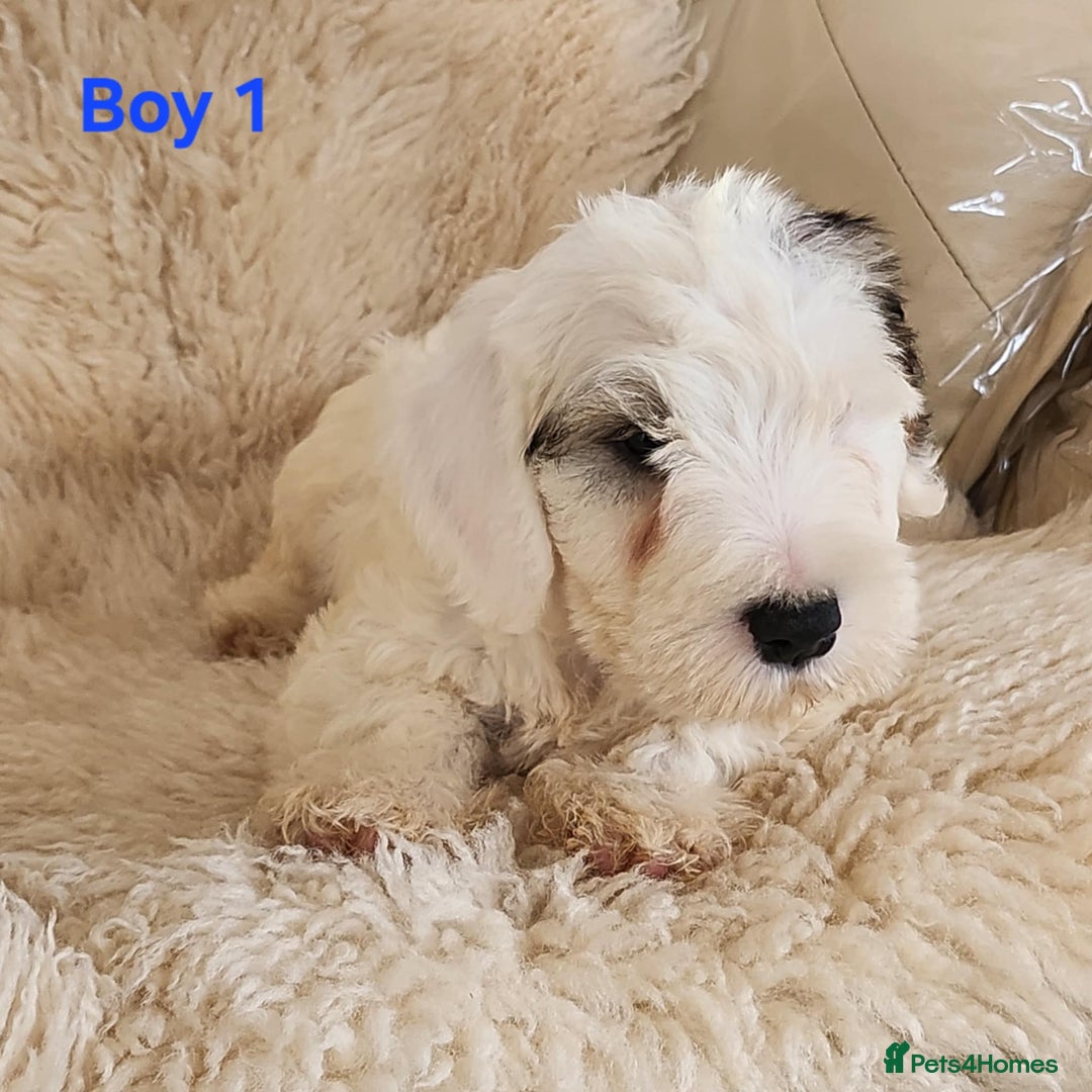 Sealyham Terrier dogs for sale: Sealyham terrier puppy’s  - Image 3