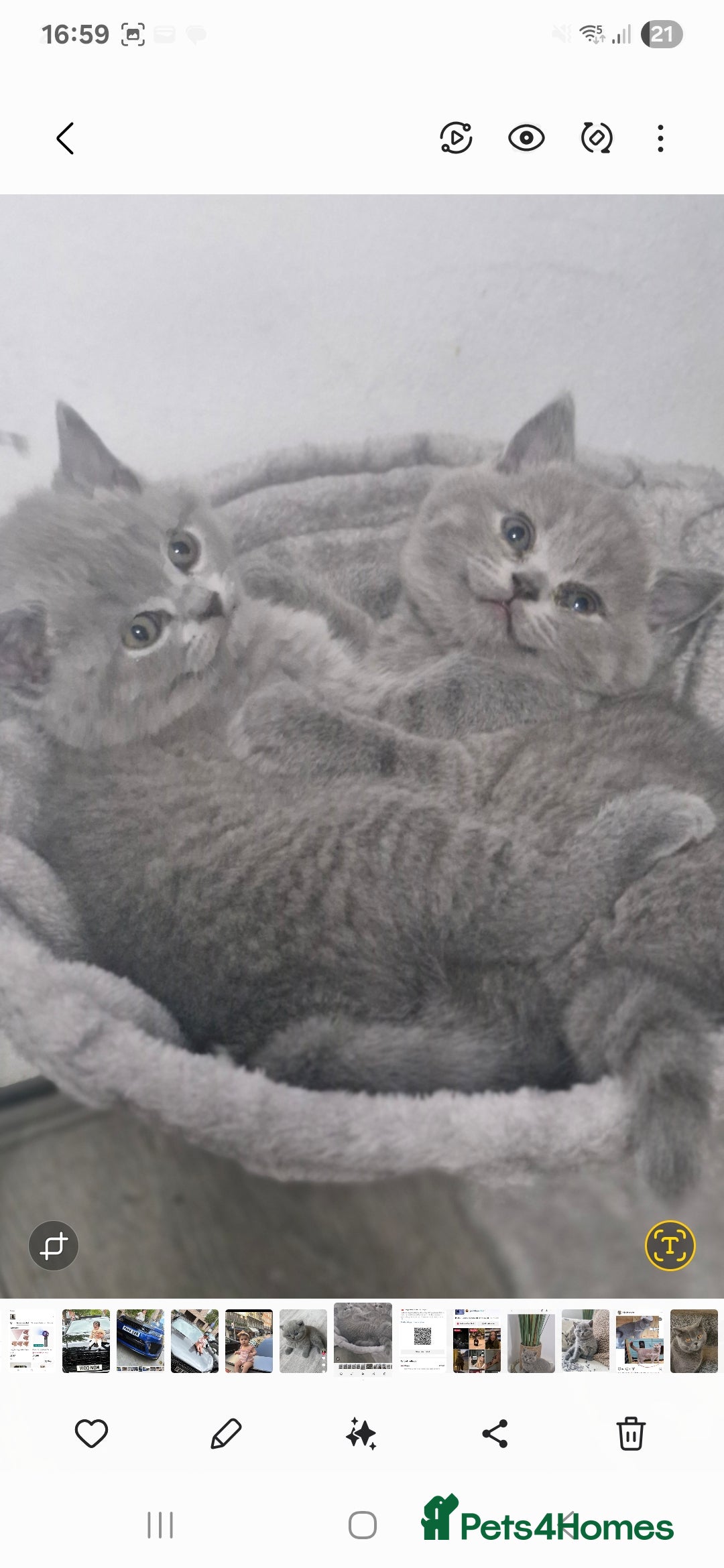 British Shorthair cats for sale: Pure BSH kittens GCCF Last Boy Left £700 - Image 17