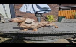 Miniature Dachshund dogs for sale: Miniature Smooth Dachshund Puppies  - Image 11