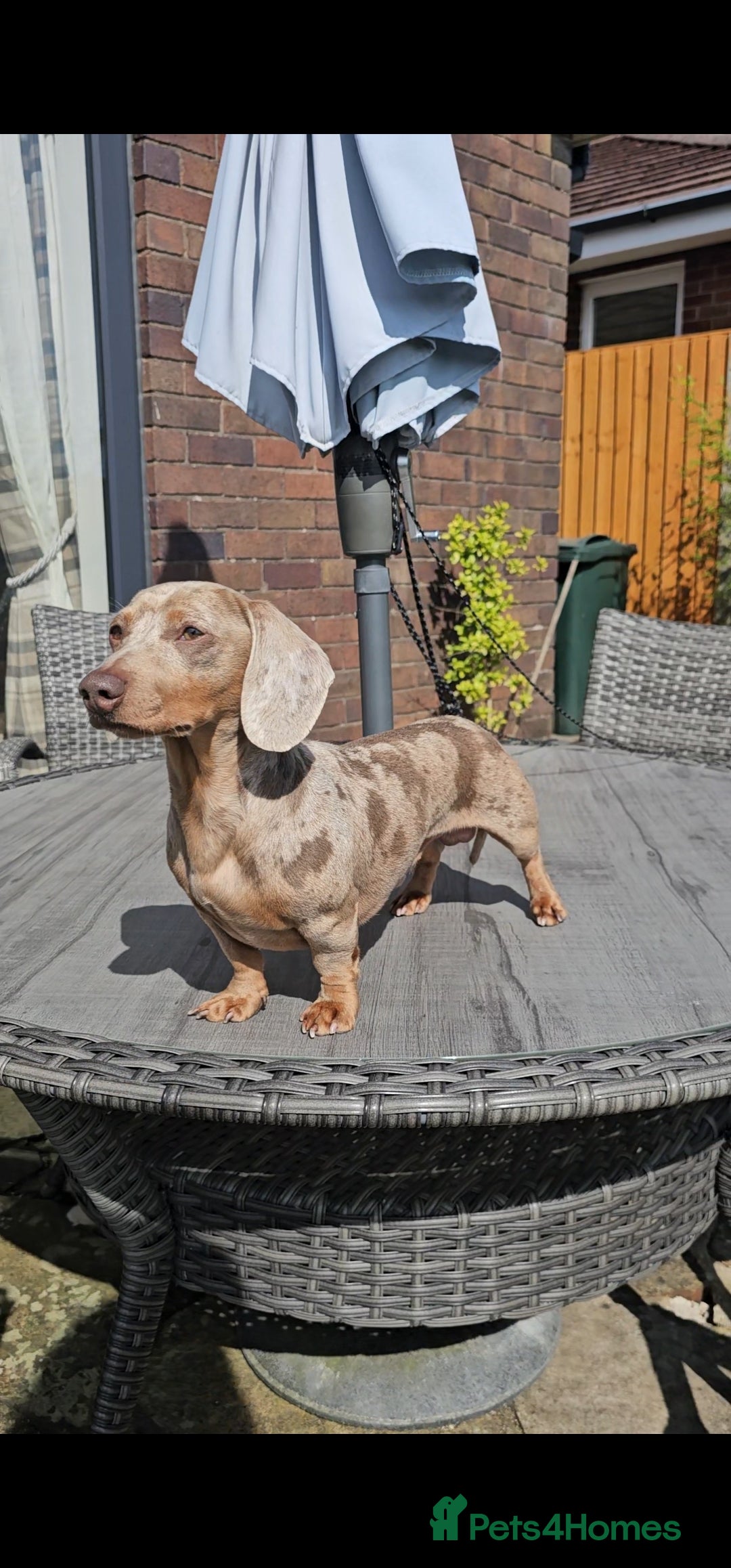Miniature Dachshund dogs for sale: Miniature Smooth Dachshund Puppies  - Image 11