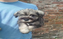 Miniature Schnauzer dogs for sale: KC Reg BVA MAC clear Miniature schnauzer  - Image 8