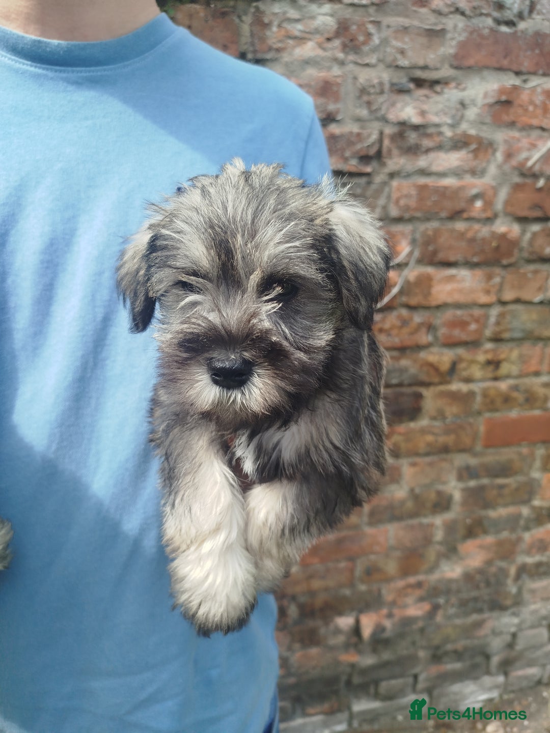 Miniature Schnauzer dogs for sale: KC Reg BVA MAC clear Miniature schnauzer  - Image 8