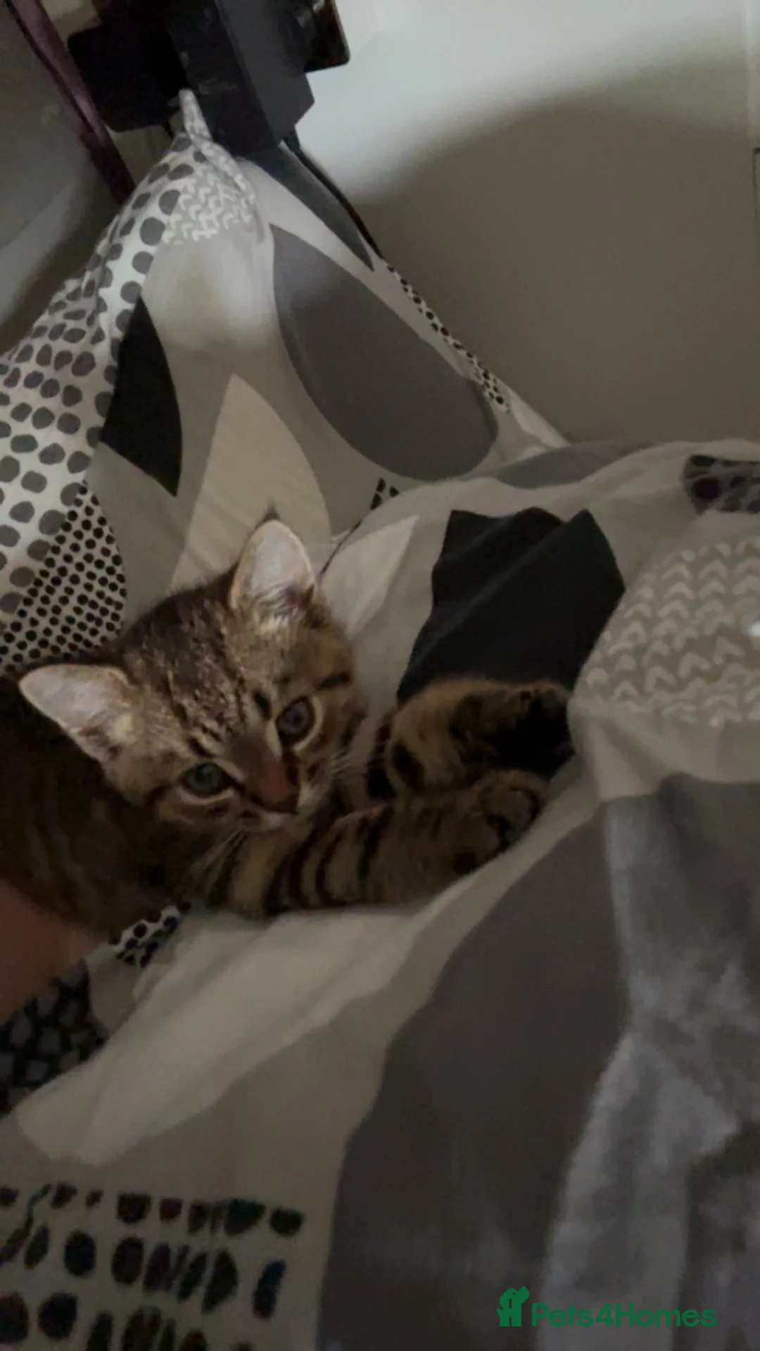 Mixed Breed cats for sale: Cute Little tabby Boy  - Advert 2