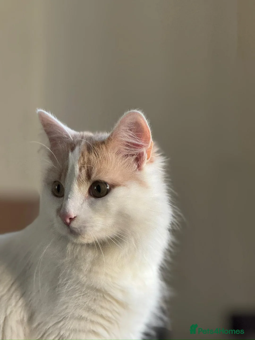 Mixed Breed cats for sale: Gorgeous Long-Haired Indoor Cat Friendly & Trained in Edinburgh - Advert 18