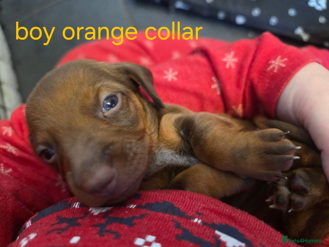 Dachshund dogs for sale: Dachshund  - Advert 30