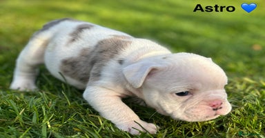 English Bulldog dogs 🌟 health tested parents 🌟 Olde English Puppies🌟 - Advert 7