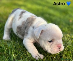 English Bulldog dogs 🌟 health tested parents 🌟 Olde English Puppies🌟 - Advert 7