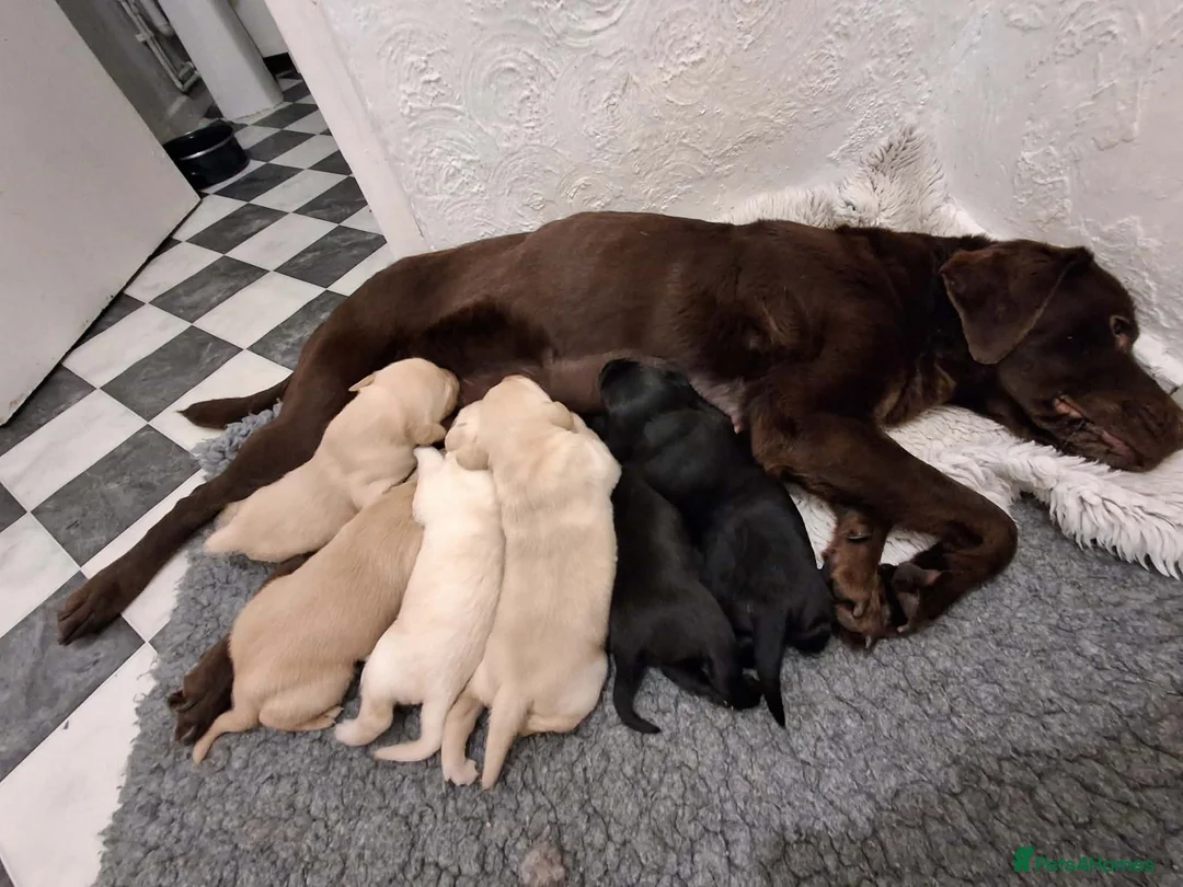 Labrador Retriever dogs for sale: Labrador Puppies - Advert 9