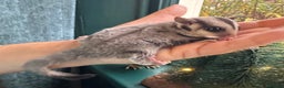 Sugar Glider rodents for sale: Stunning platinum sugar gliders - Advert 2