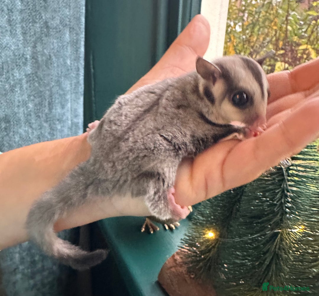 Sugar Glider rodents for sale: Stunning platinum sugar gliders - Advert 2