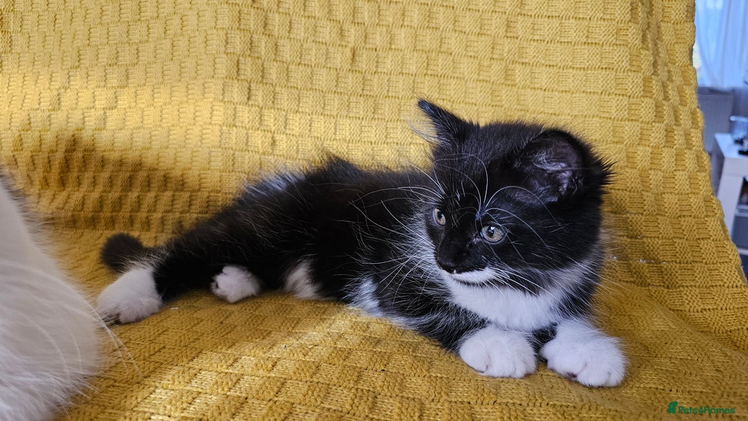 Mixed Breed cats for sale: 2 outstanding beauty girls  - Image 3