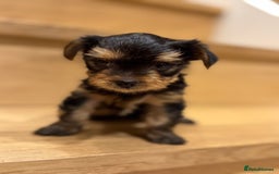 Yorkshire Terrier dogs for sale: Yorkshire terrier girl - Image 8