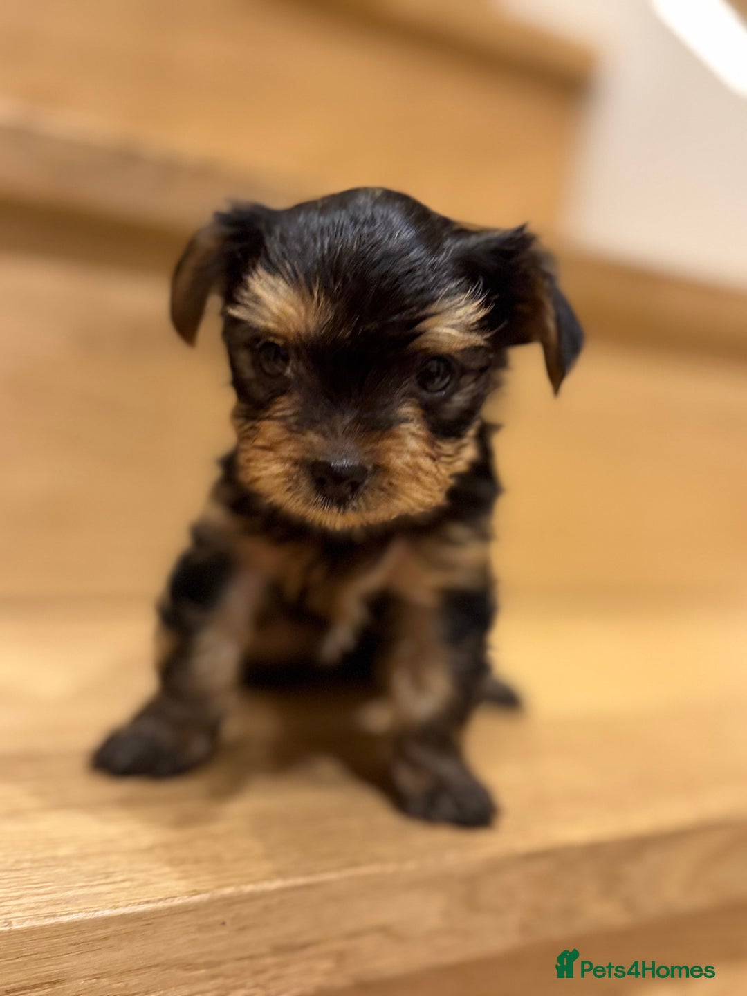 Yorkshire Terrier dogs for sale: Yorkshire terrier girl - Image 8