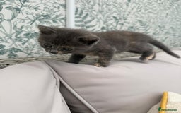 British Shorthair cats for sale: British Shorthair kittens girls - Image 7