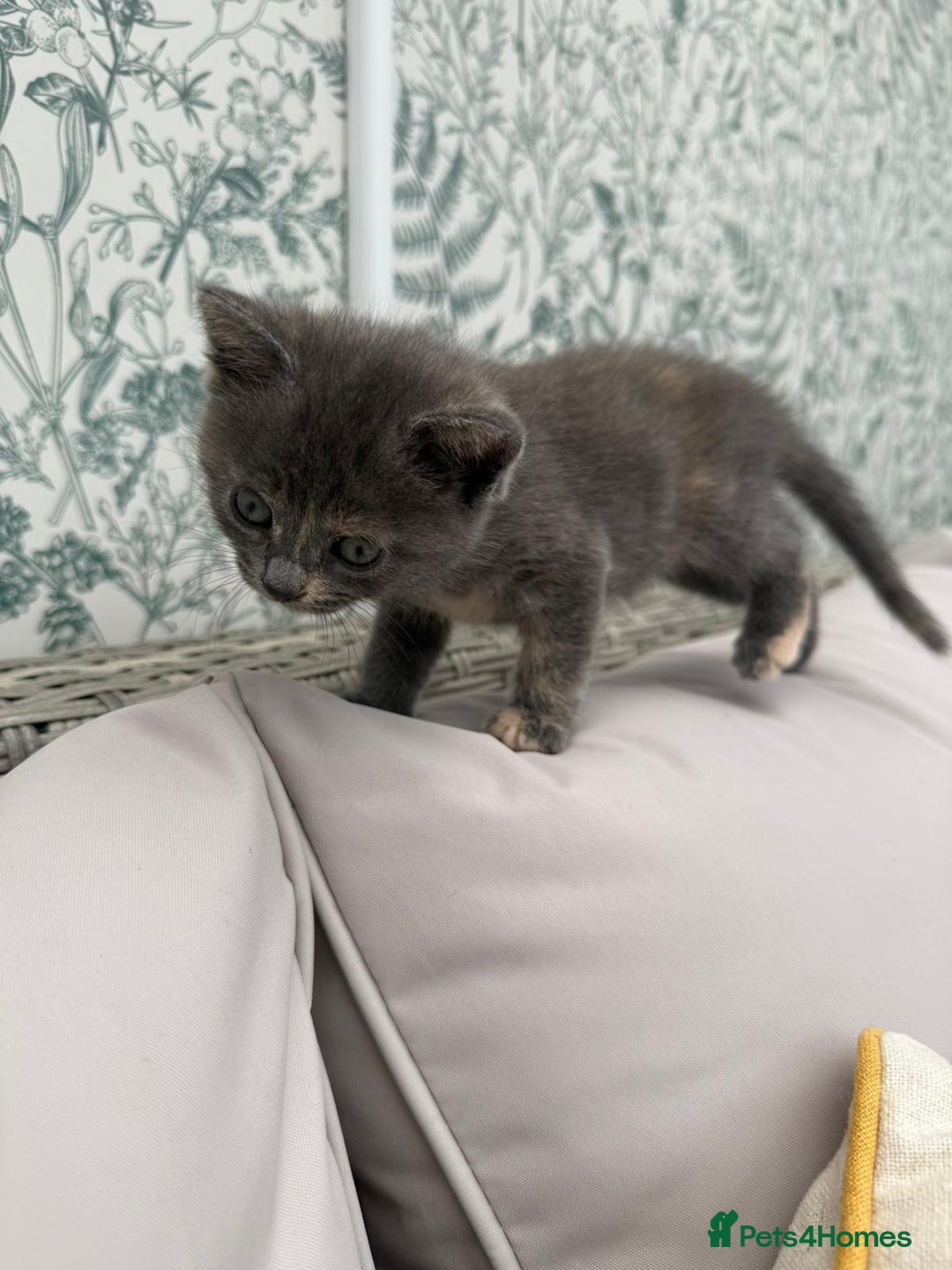 British Shorthair cats for sale: British Shorthair kittens girls - Image 7