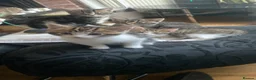 Mixed Breed cats for sale: LAST FEMALE KITTEN FOR SALE - Advert 1