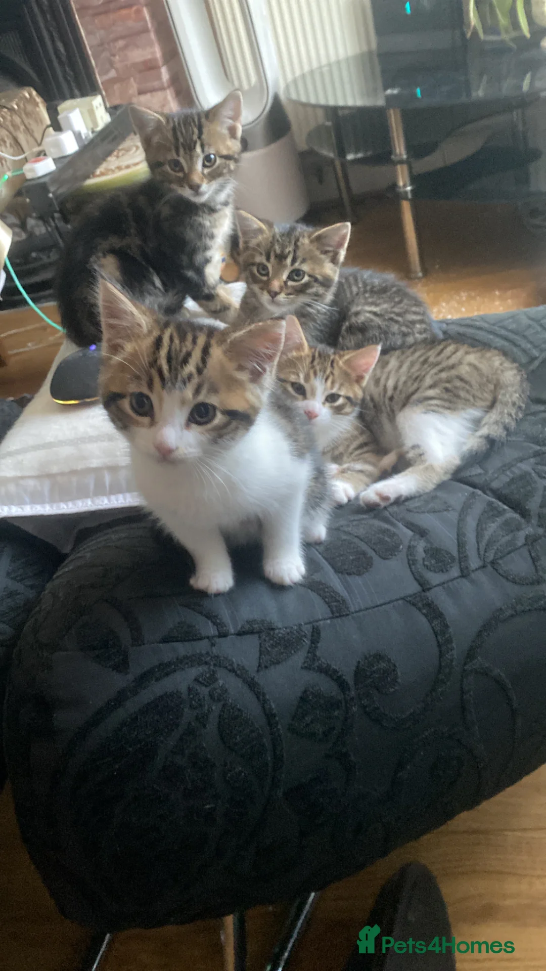 Mixed Breed cats for sale: LAST FEMALE KITTEN FOR SALE - Advert 1
