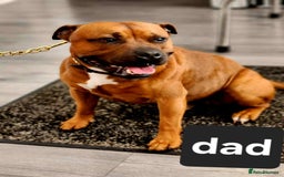 Staffordshire Bull Terrier dogs for sale: Red little one ❤️ - Image 32