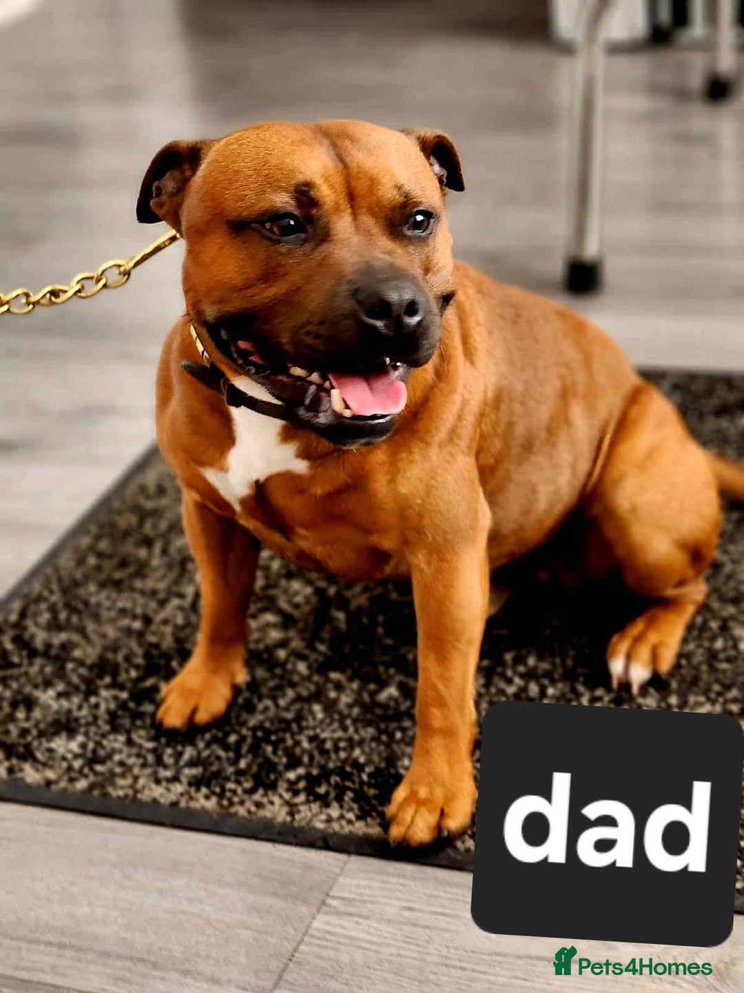 Staffordshire Bull Terrier dogs for sale: Red little one ❤️ - Image 32