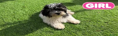 Chipoo 4