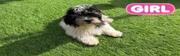 Chipoo dogs for sale: Beautiful Chizoodle Puppies Ready for Loving Homes in Stoke-on-Trent - Advert 3