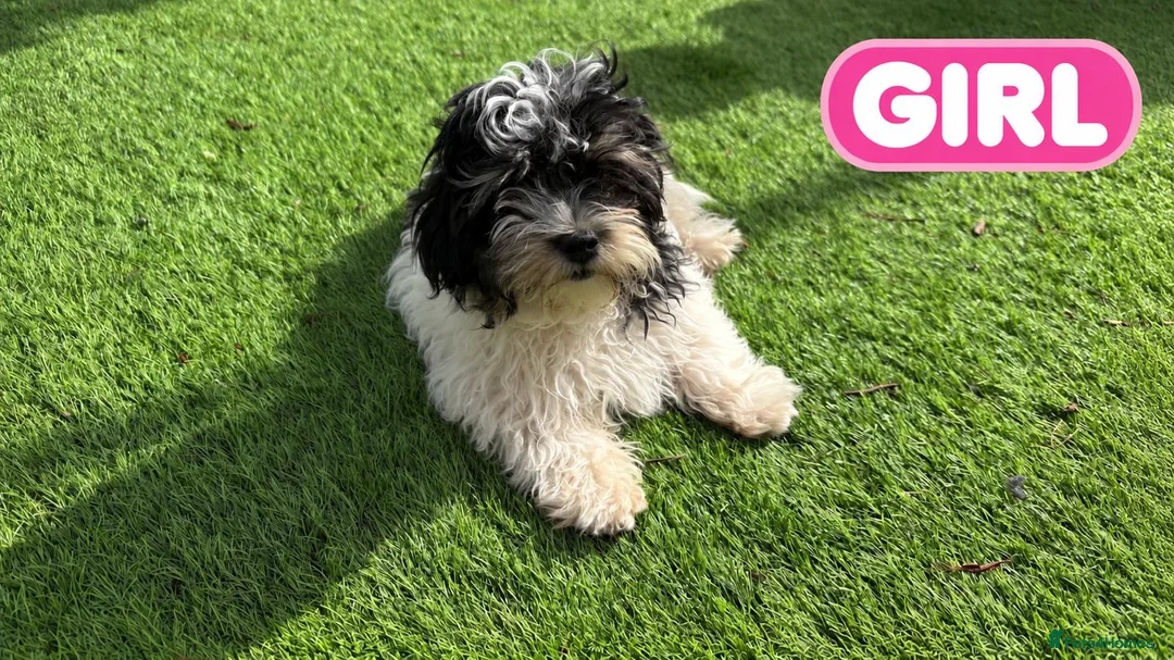 Chipoo dogs for sale: Beautiful Chizoodle Puppies Ready for Loving Homes in Stoke-on-Trent - Advert 3